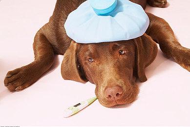 加入残星组织！《鸣潮》成立“弗洛游戏”虚拟公司